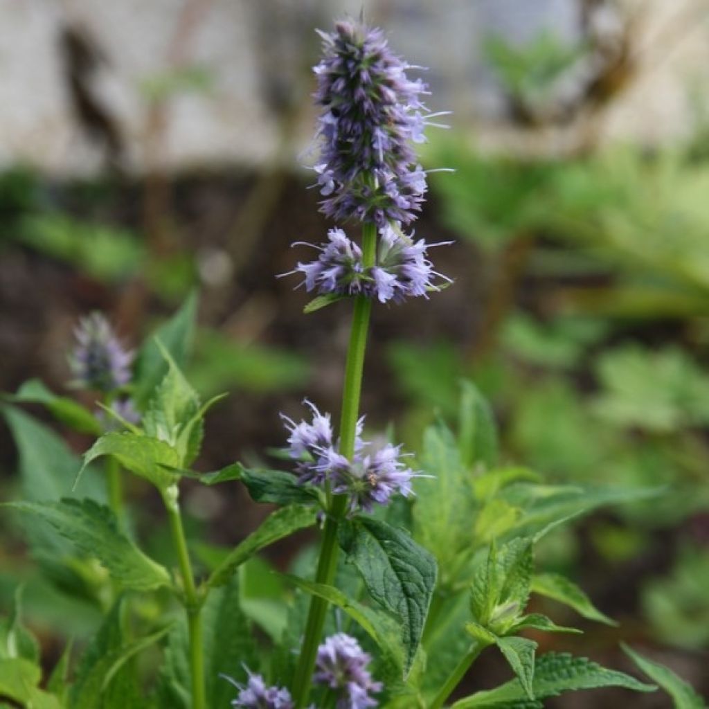 Agastache Blue Fortune - Duftnessel