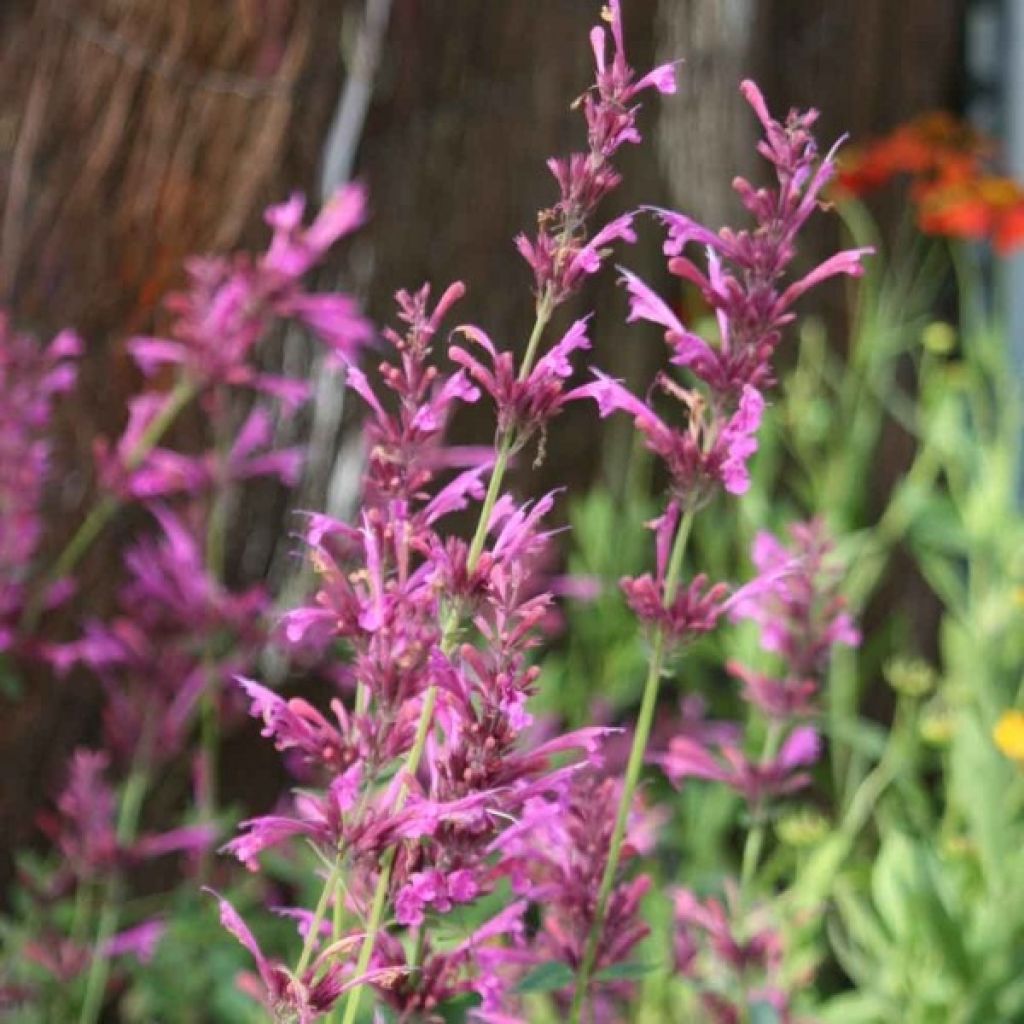 Agastache Summer Love® - Duftnessel