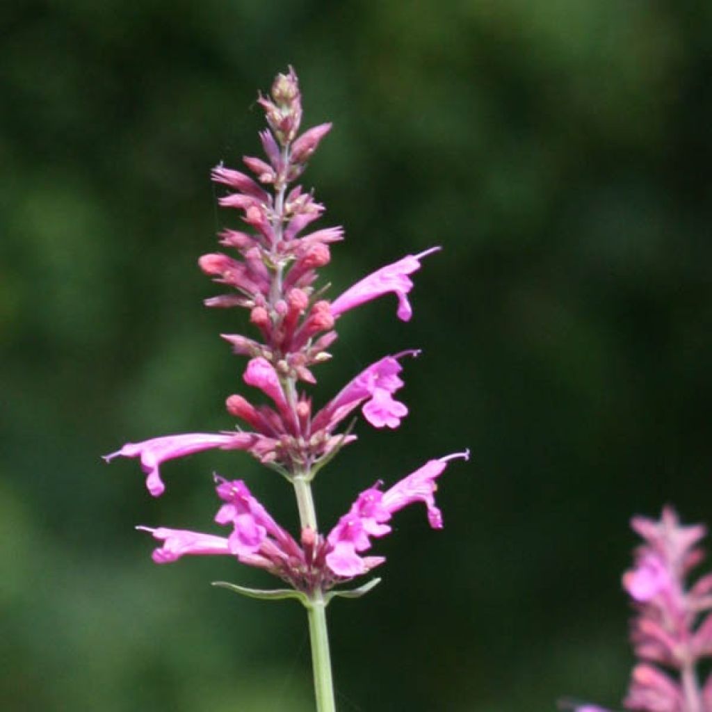 Agastache Summer Love® - Duftnessel