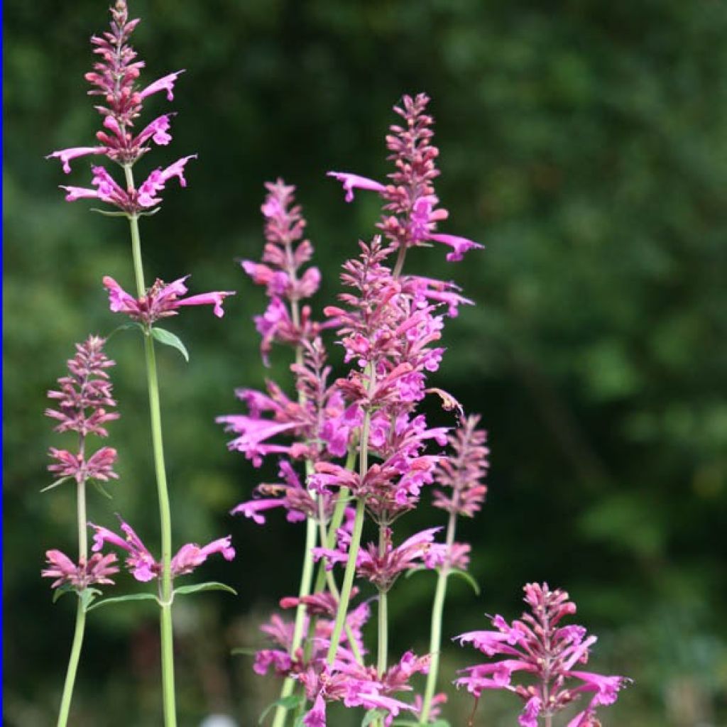 Agastache Summer Love® - Duftnessel