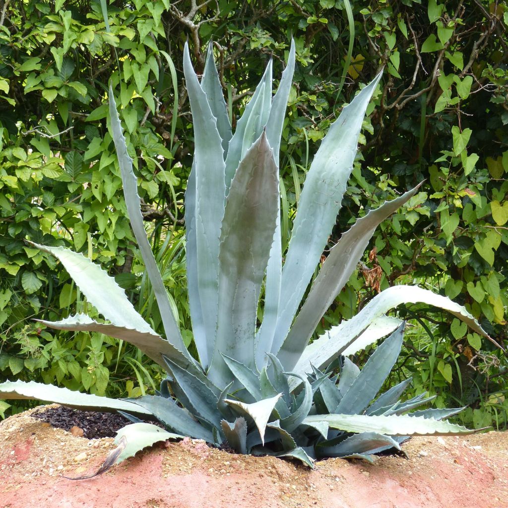 Agave americana - Amerikanische Agave