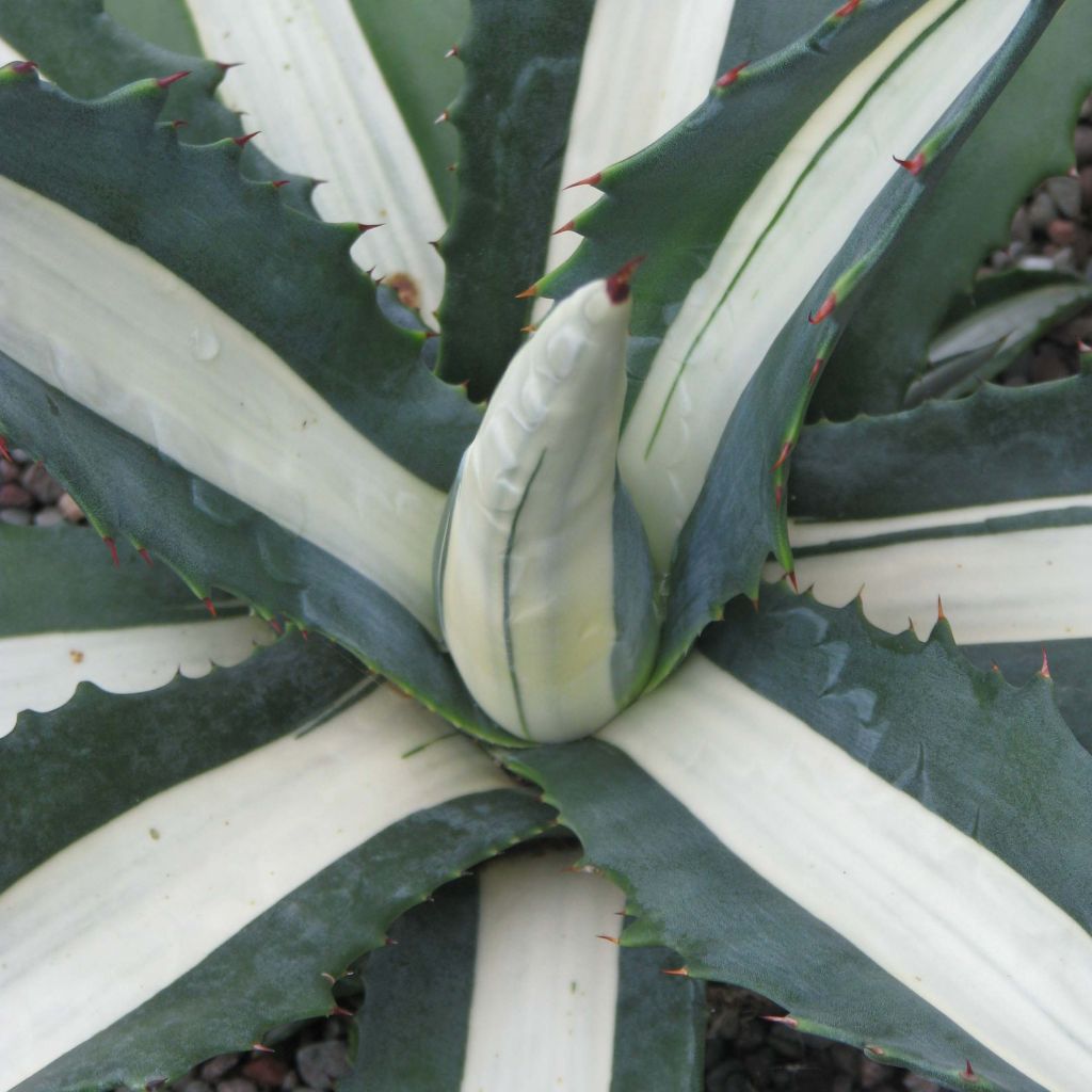 Agave americana mediopicta Alba - Amerikanische Agave