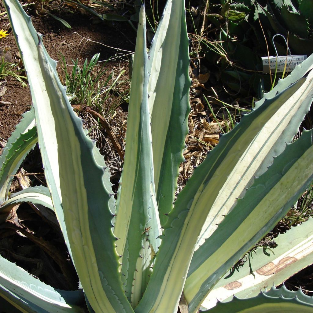 Agave americana mediopicta Alba - Amerikanische Agave