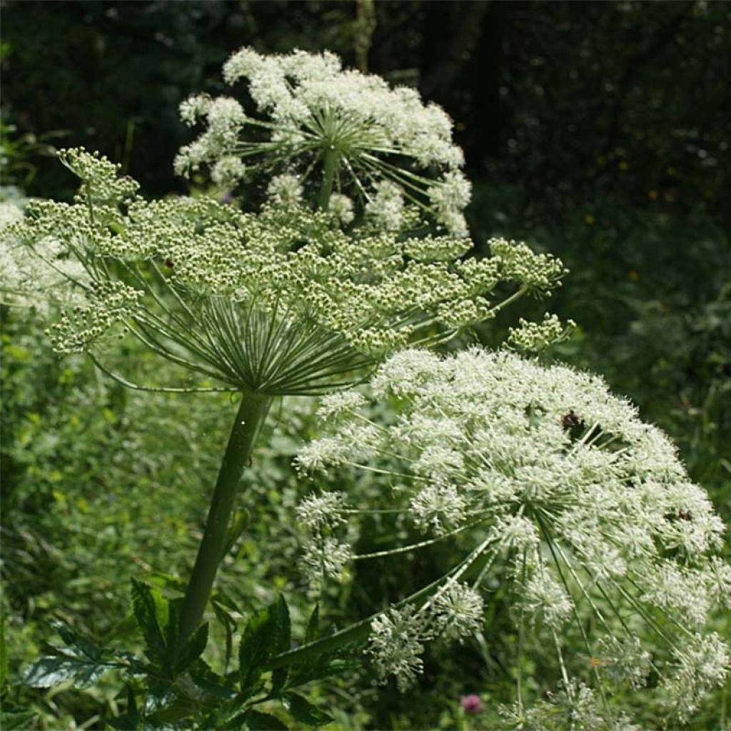 Peucedanum ostruthium Daphnis - Meisterwurz