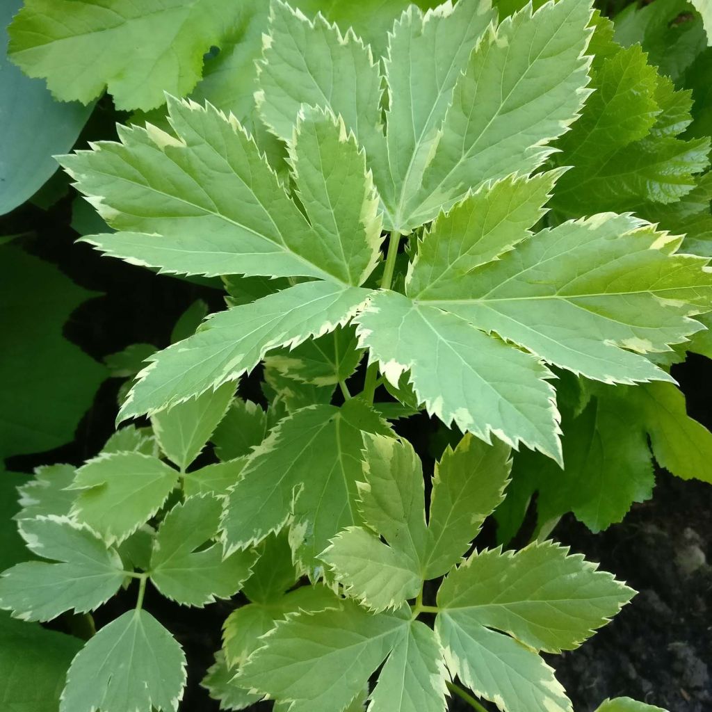 Peucedanum ostruthium Daphnis - Meisterwurz