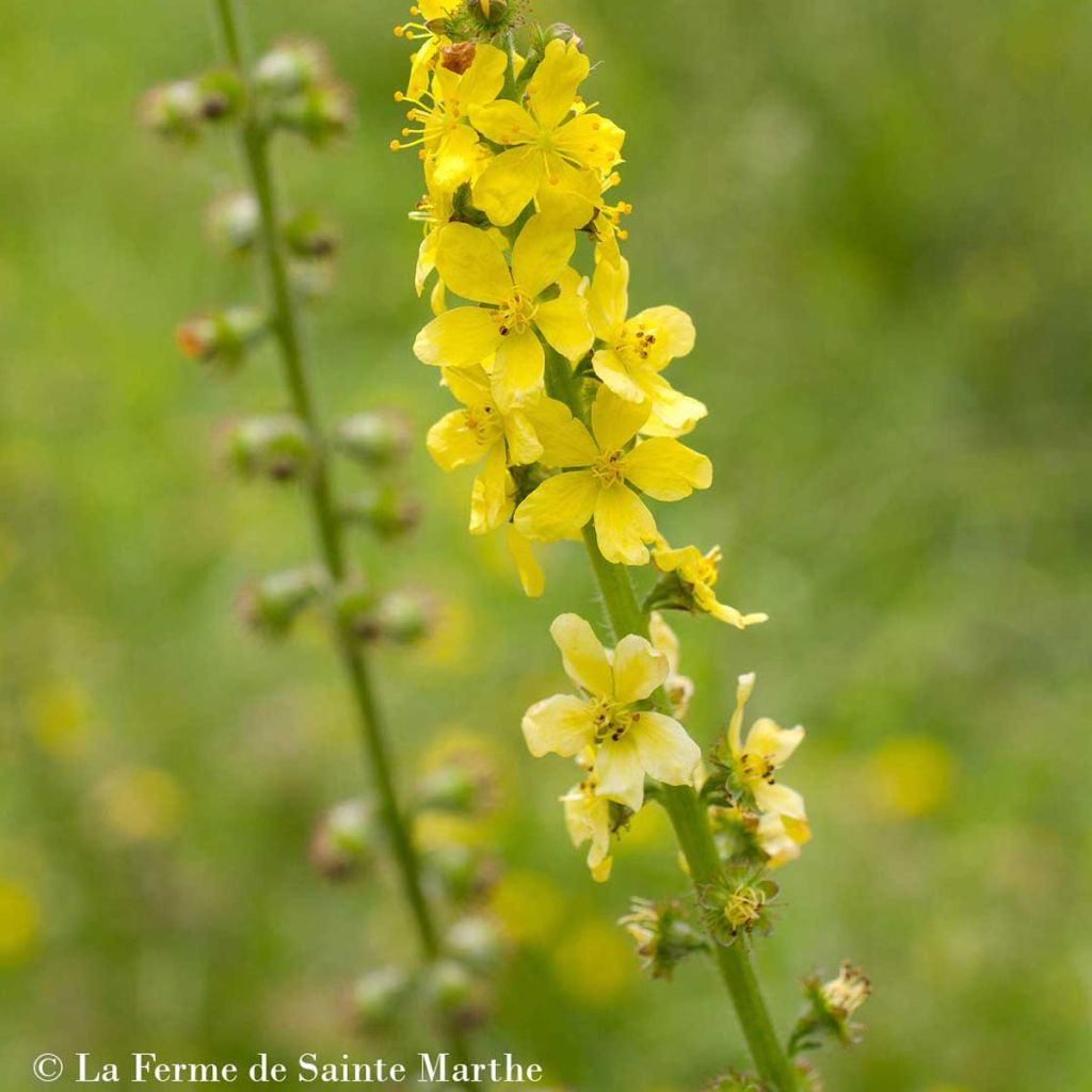 Agrimonia eupatoria Bio - Gemeiner Odermennig