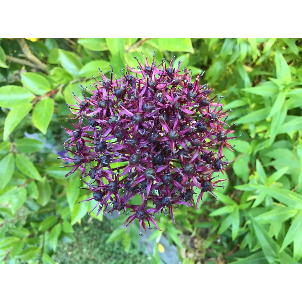 Allium atropurpureum - Zierlauch