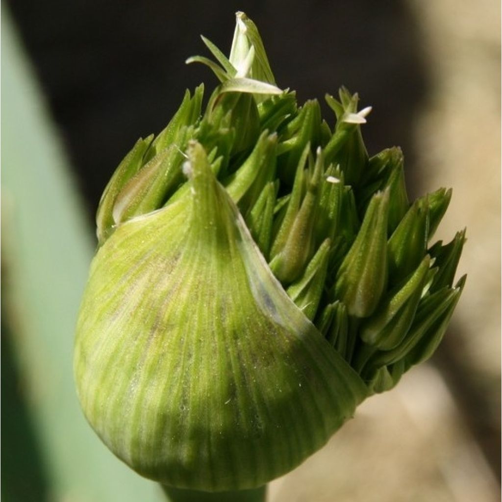 Allium christophii - Sternkugellauch