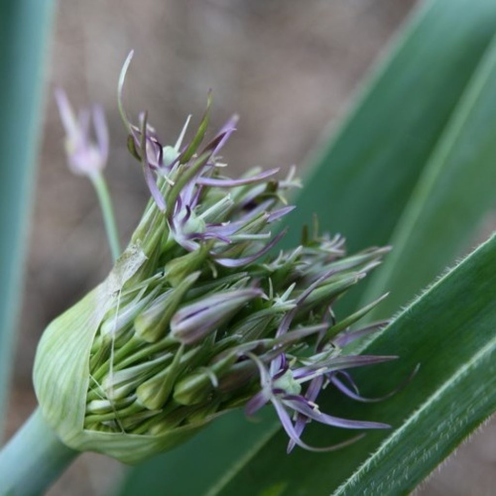 Allium christophii - Sternkugellauch