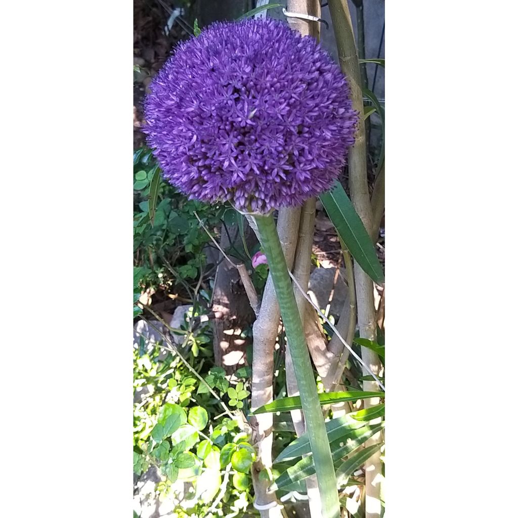 Allium giganteum - Riesen-Lauch