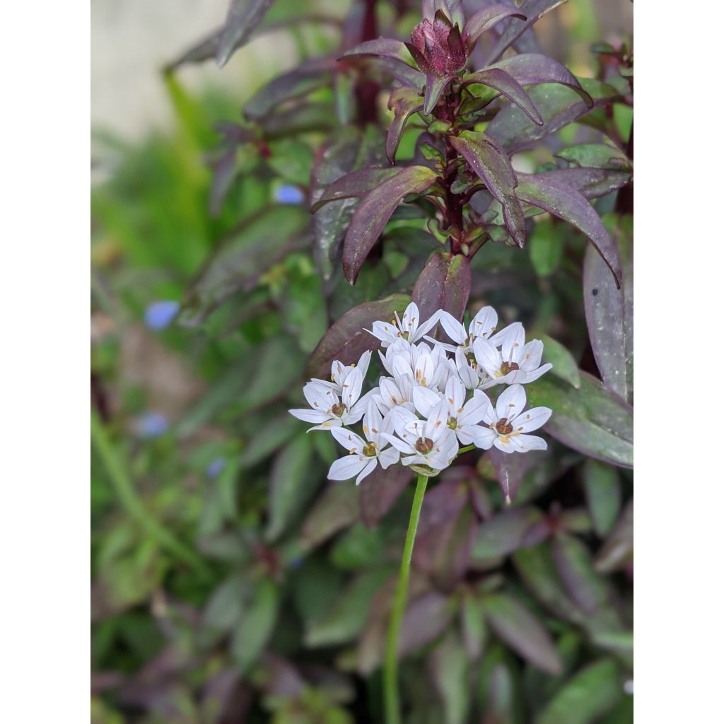 Allium neapolitanum - Neapolitanischer Lauch