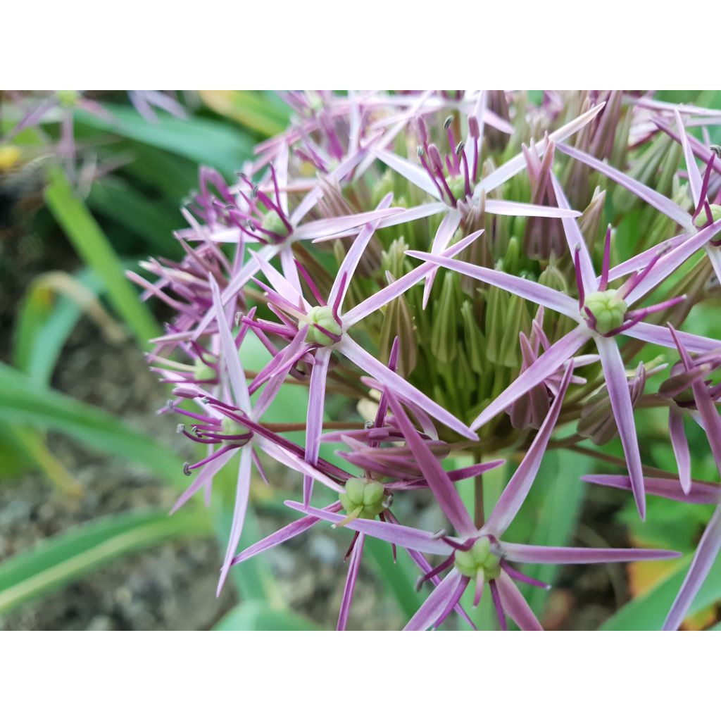 Allium christophii - Sternkugellauch