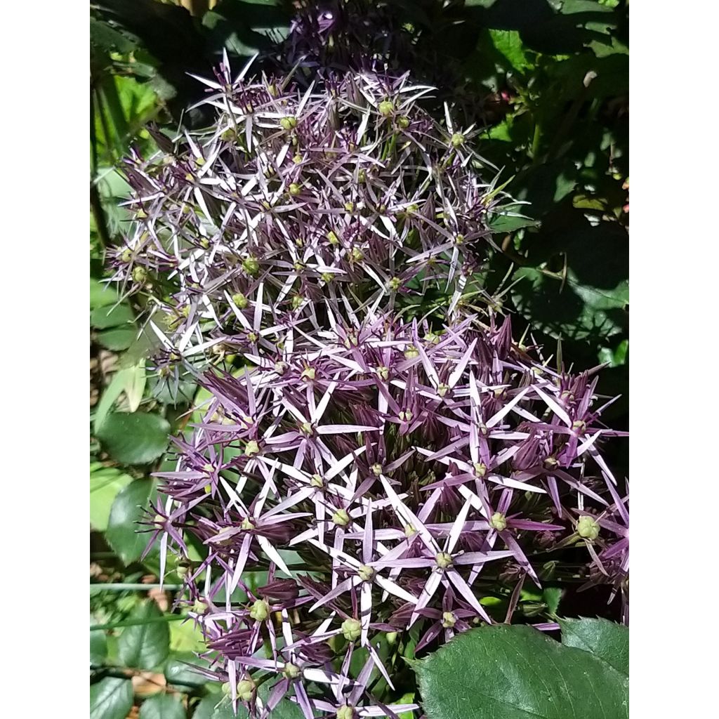 Allium christophii - Sternkugellauch