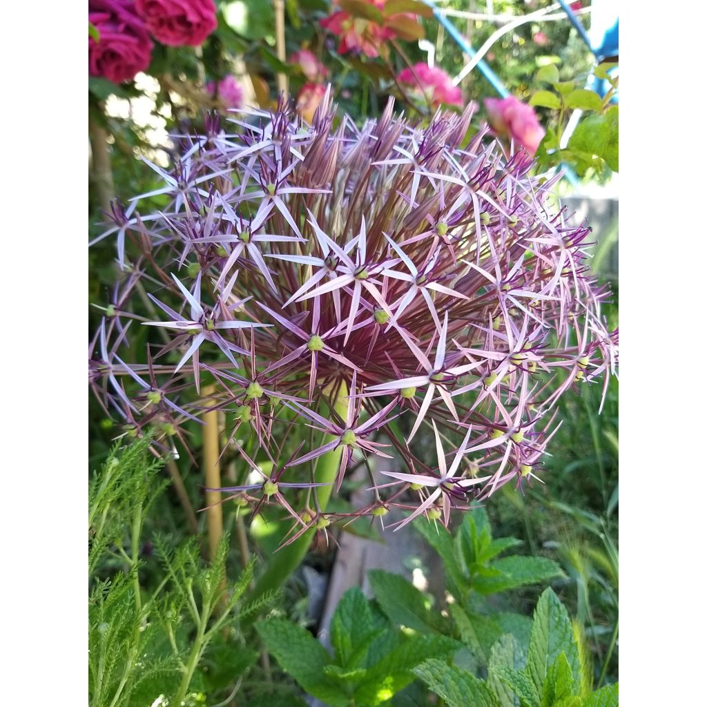 Allium christophii - Sternkugellauch