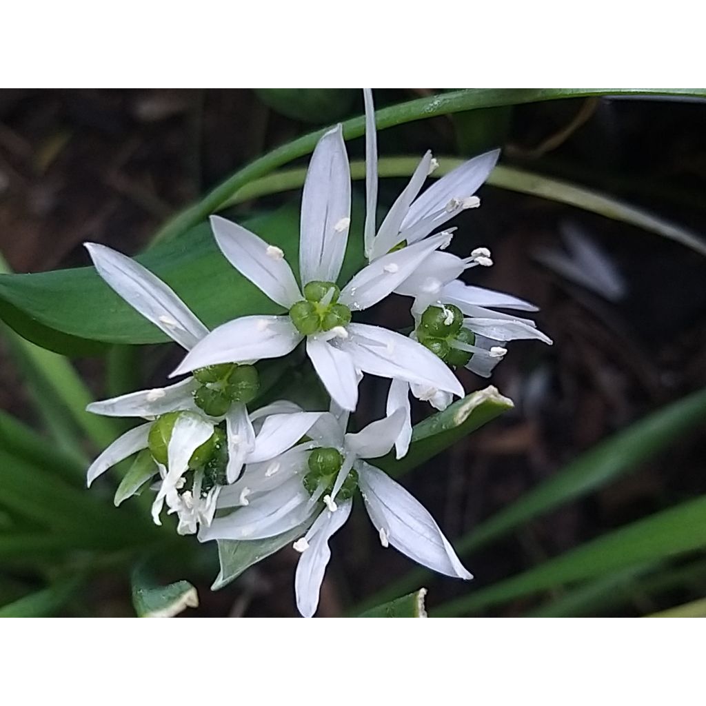 Allium ursinum - Bärlauch