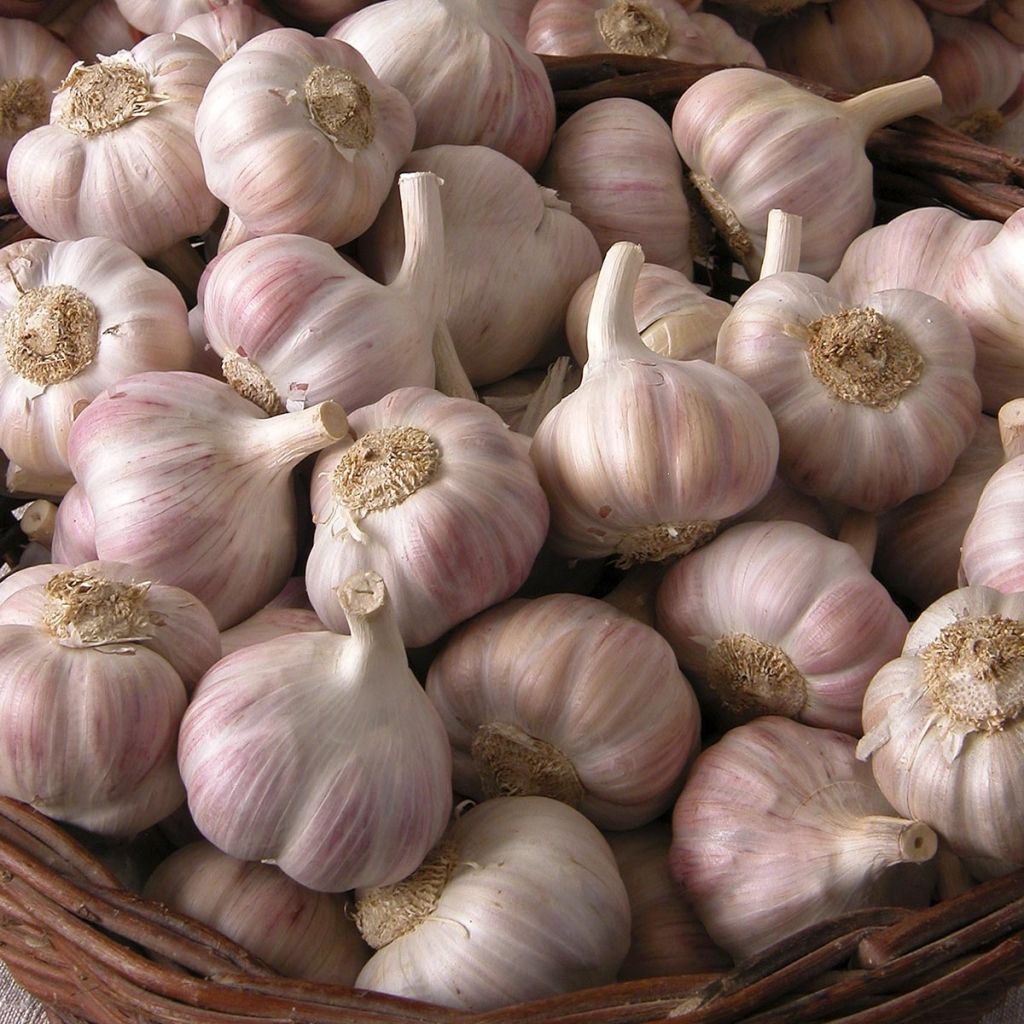 Knoblauch Rose du Tarn