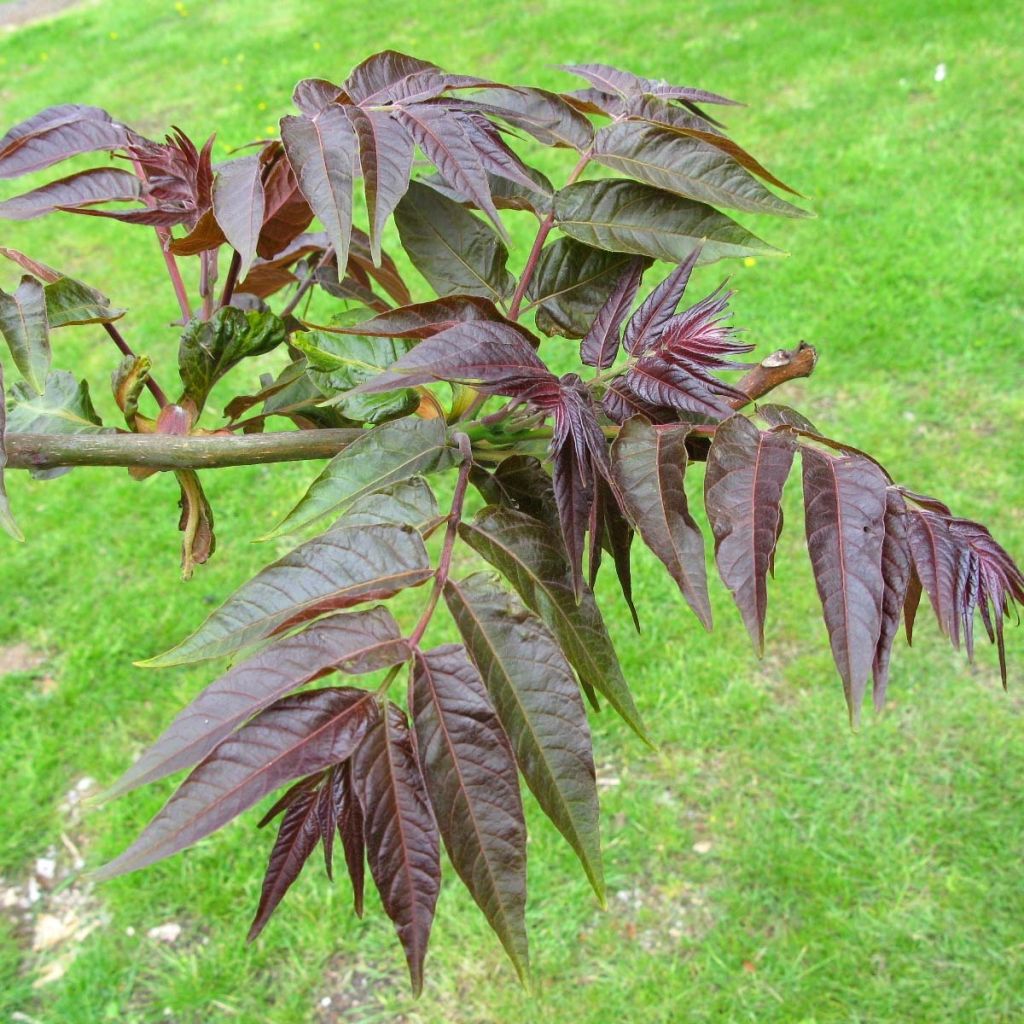 Ailanthus altissima Purple Dragon - Chinesischer Götterbaum