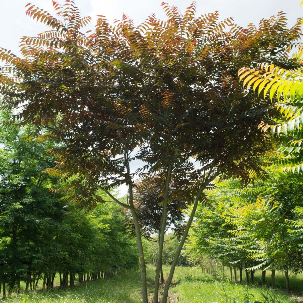 Ailanthus altissima Purple Dragon - Chinesischer Götterbaum