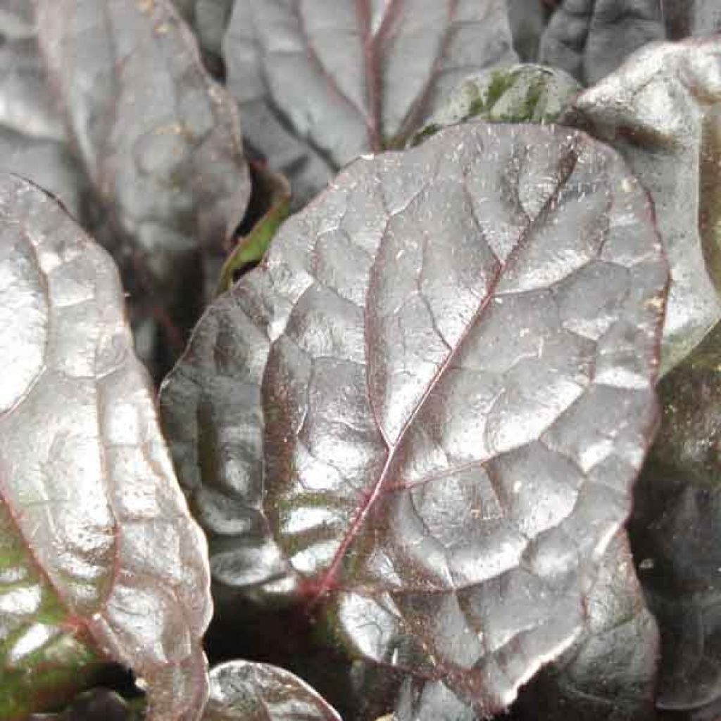 Ajuga reptans Atropurpurea - Kriechender Günsel