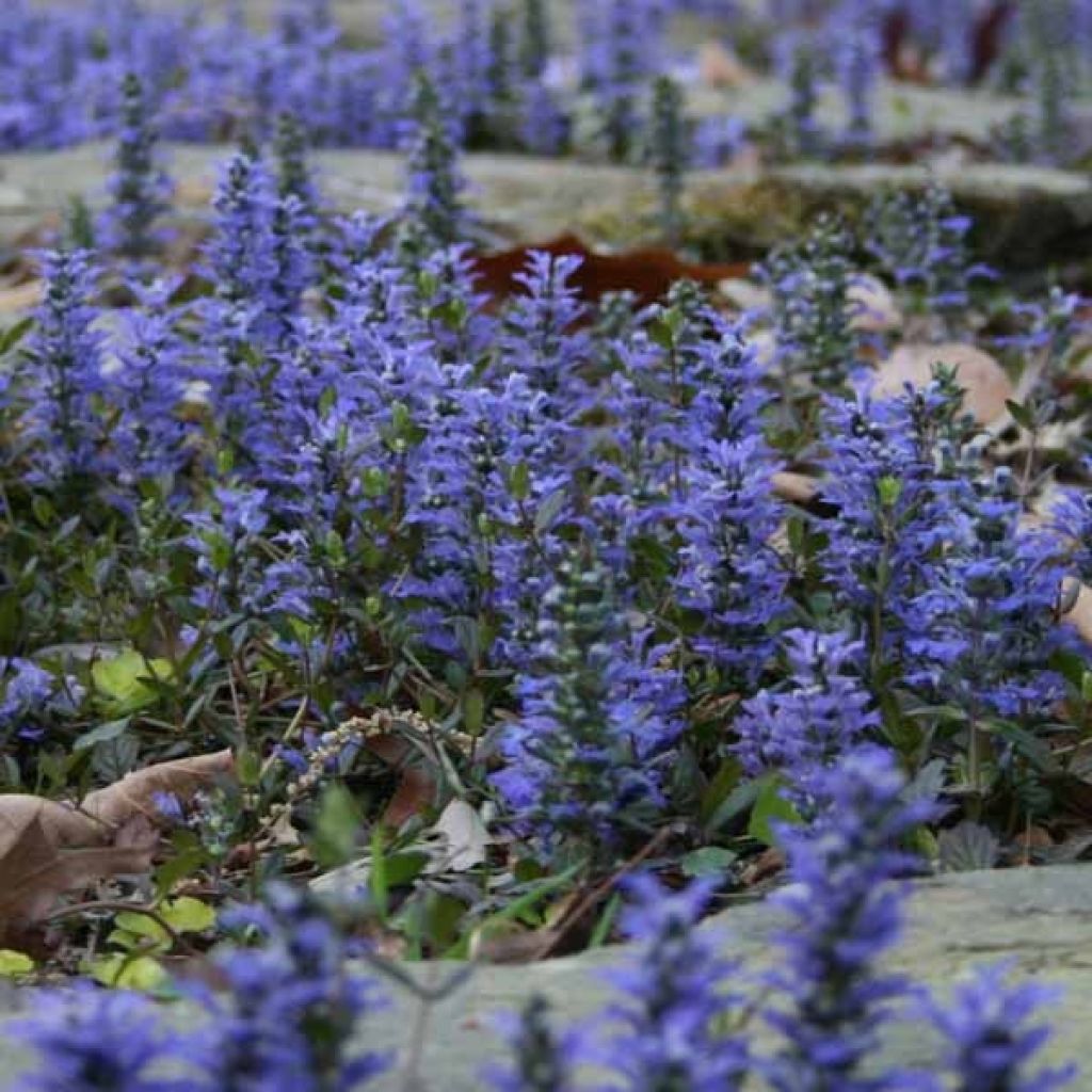 Ajuga reptans - Kriechender Günsel