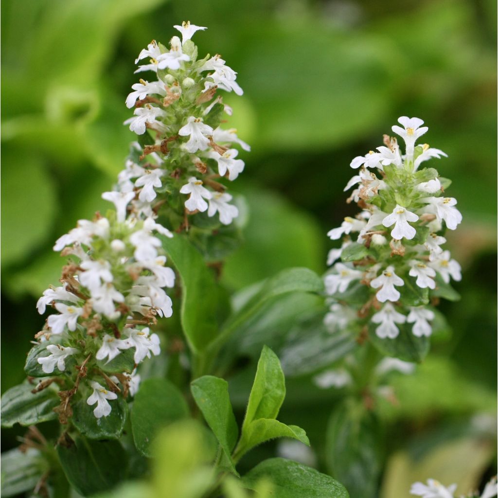 Ajuga reptans Sanne - Kriechender Günsel