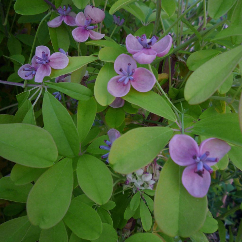 Akebia quinata Silver Bells