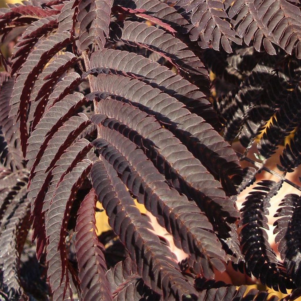 Albizia julibrissin Evey's Pride - Arbre de soie