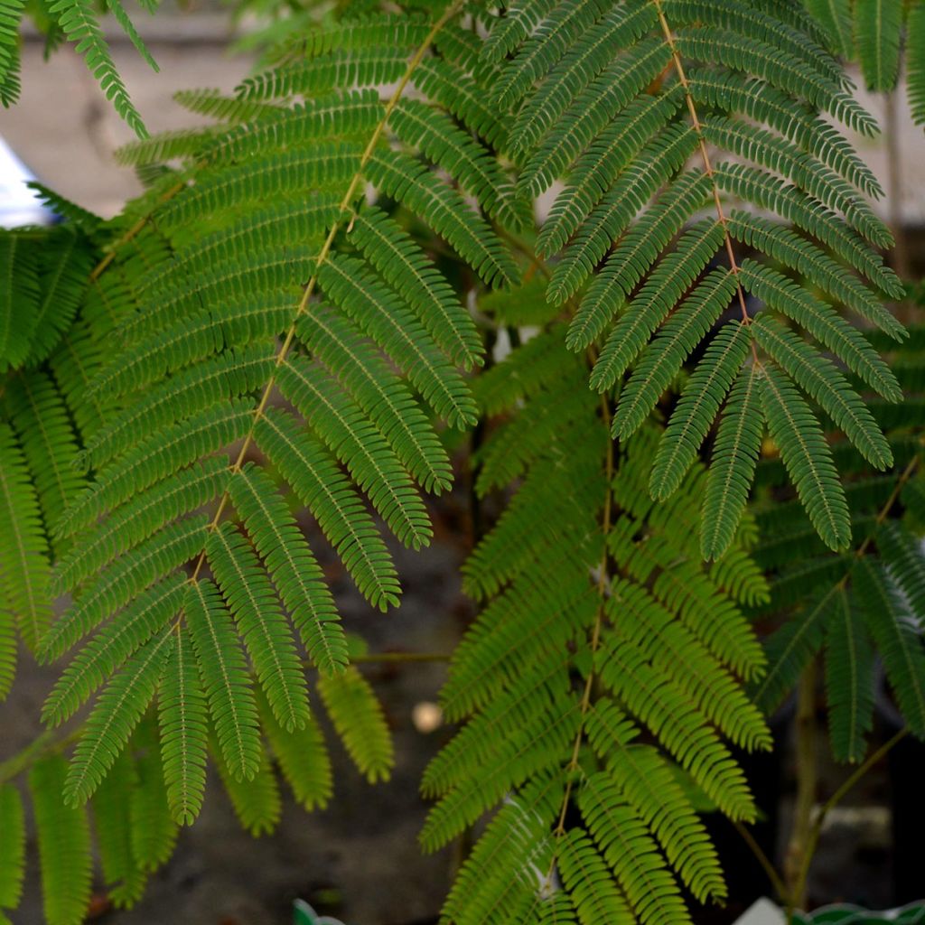 Albizia julibrissin Ombrella - Arbre de soie