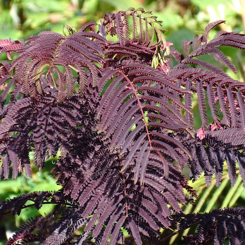 Albizzia julibrissin Summer Chocolate - Seidenakazie