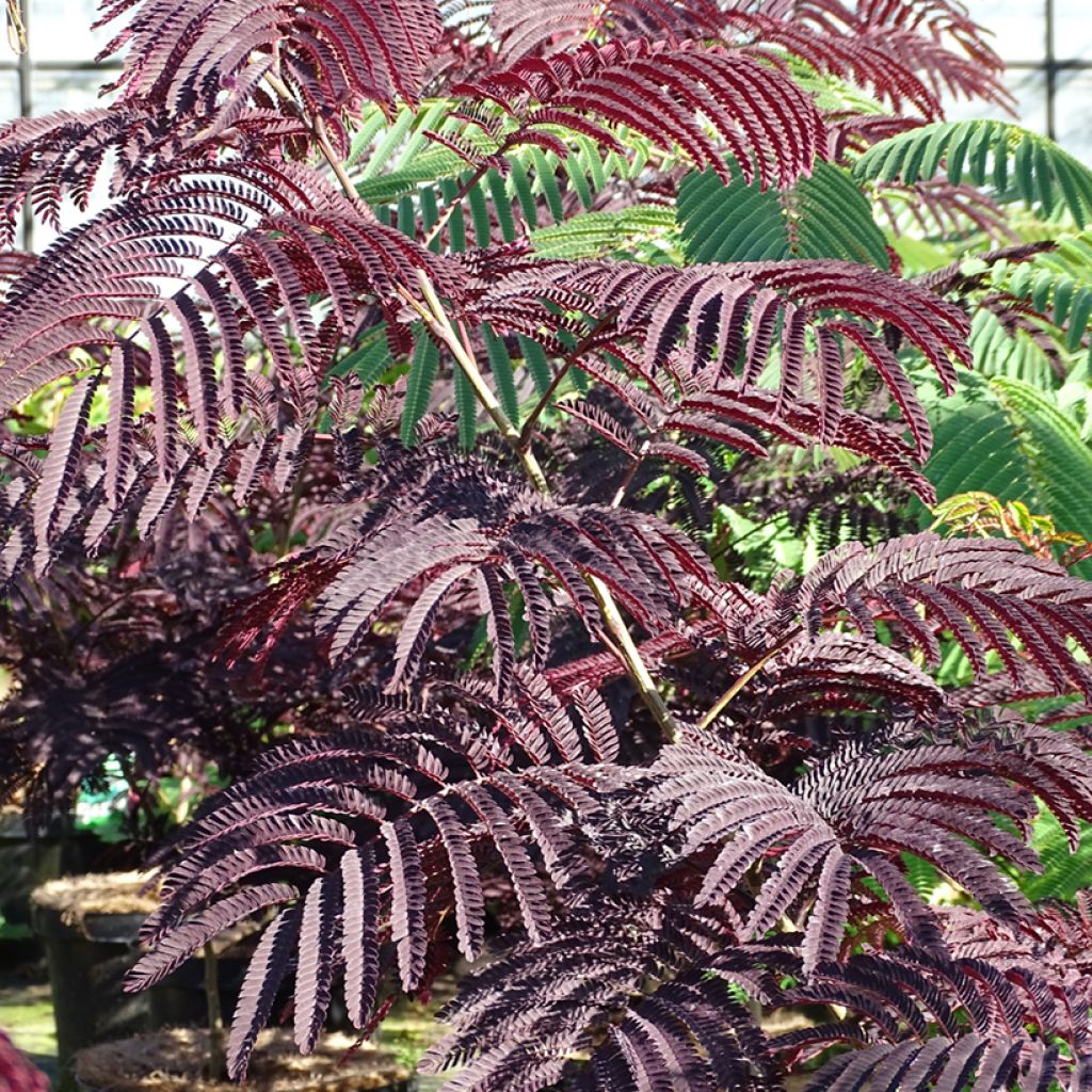 Albizzia julibrissin Summer Chocolate - Seidenakazie