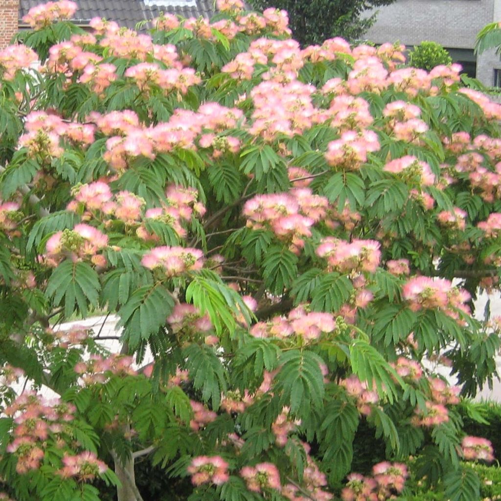 Albizia julibrissin Tropical Dream - Seidenakazie