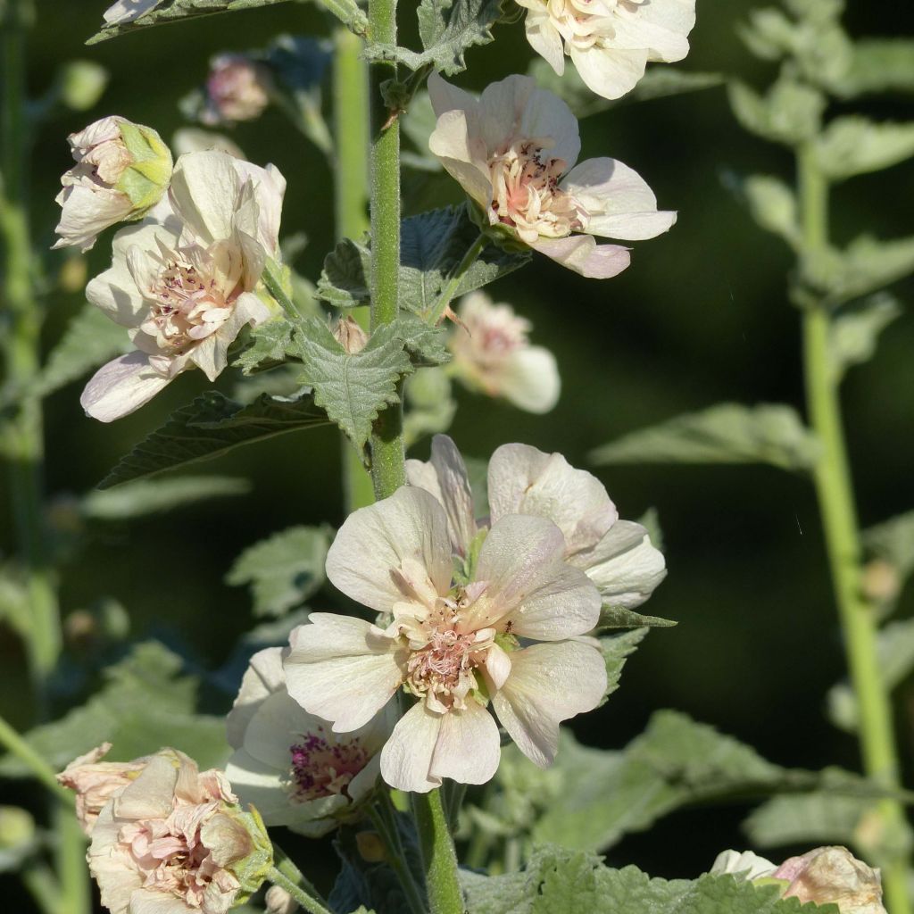 Alcalthaea suffrutescens Parkallee - Halbstrauchige Stockrose