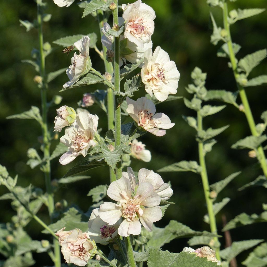 Alcalthaea suffrutescens Parkallee - Halbstrauchige Stockrose