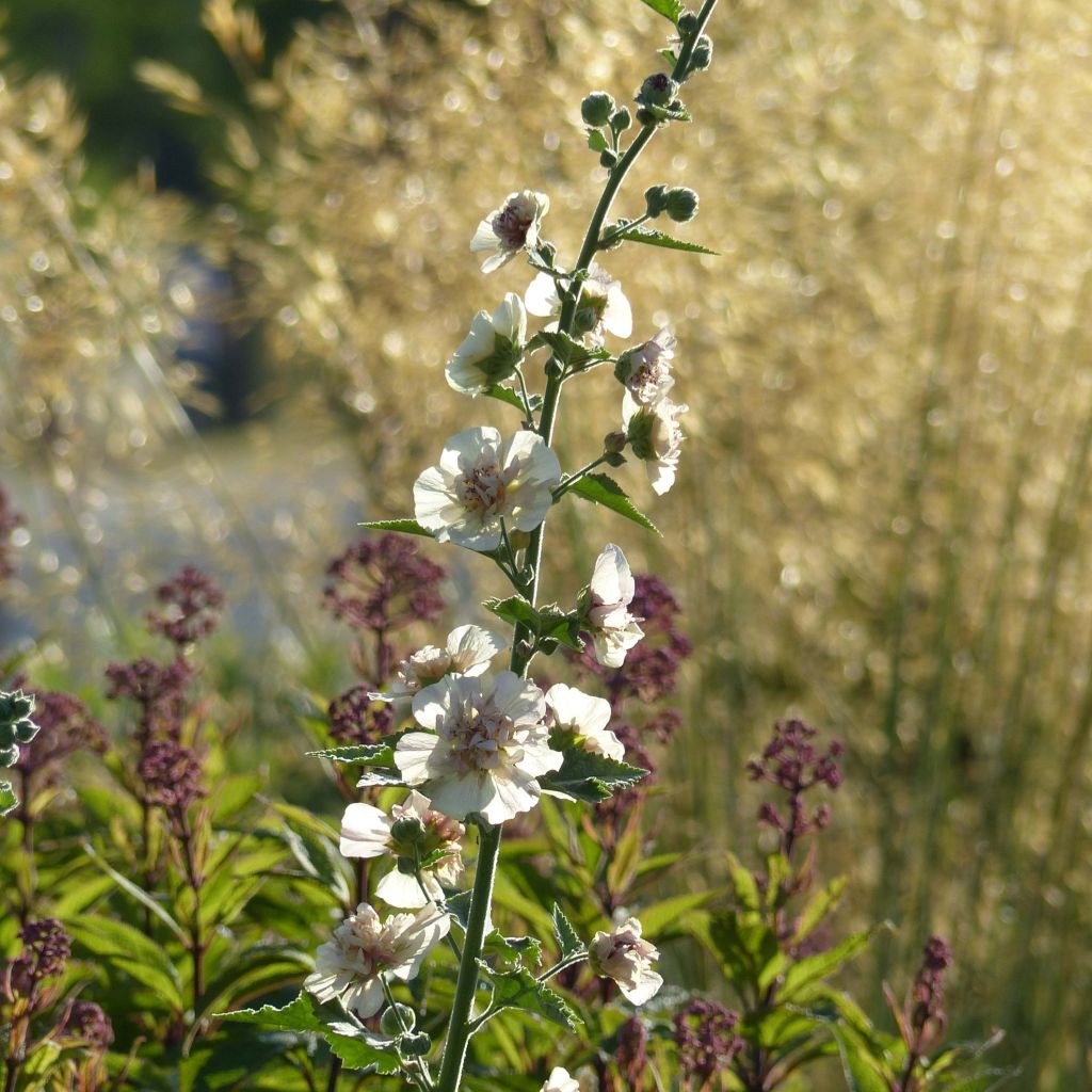 Alcalthaea suffrutescens Parkallee - Halbstrauchige Stockrose