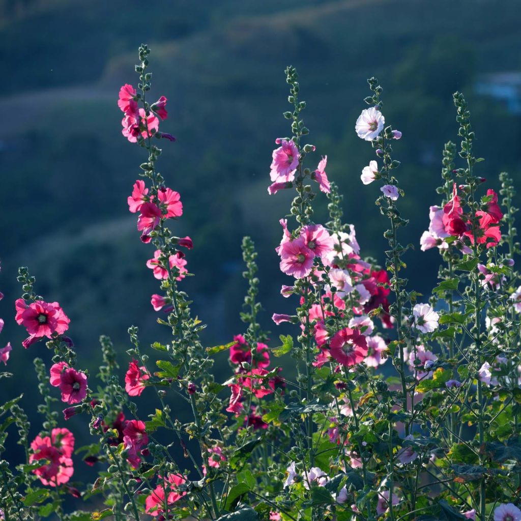 Alcea rosea Simplex - Gewöhnliche Stockrose