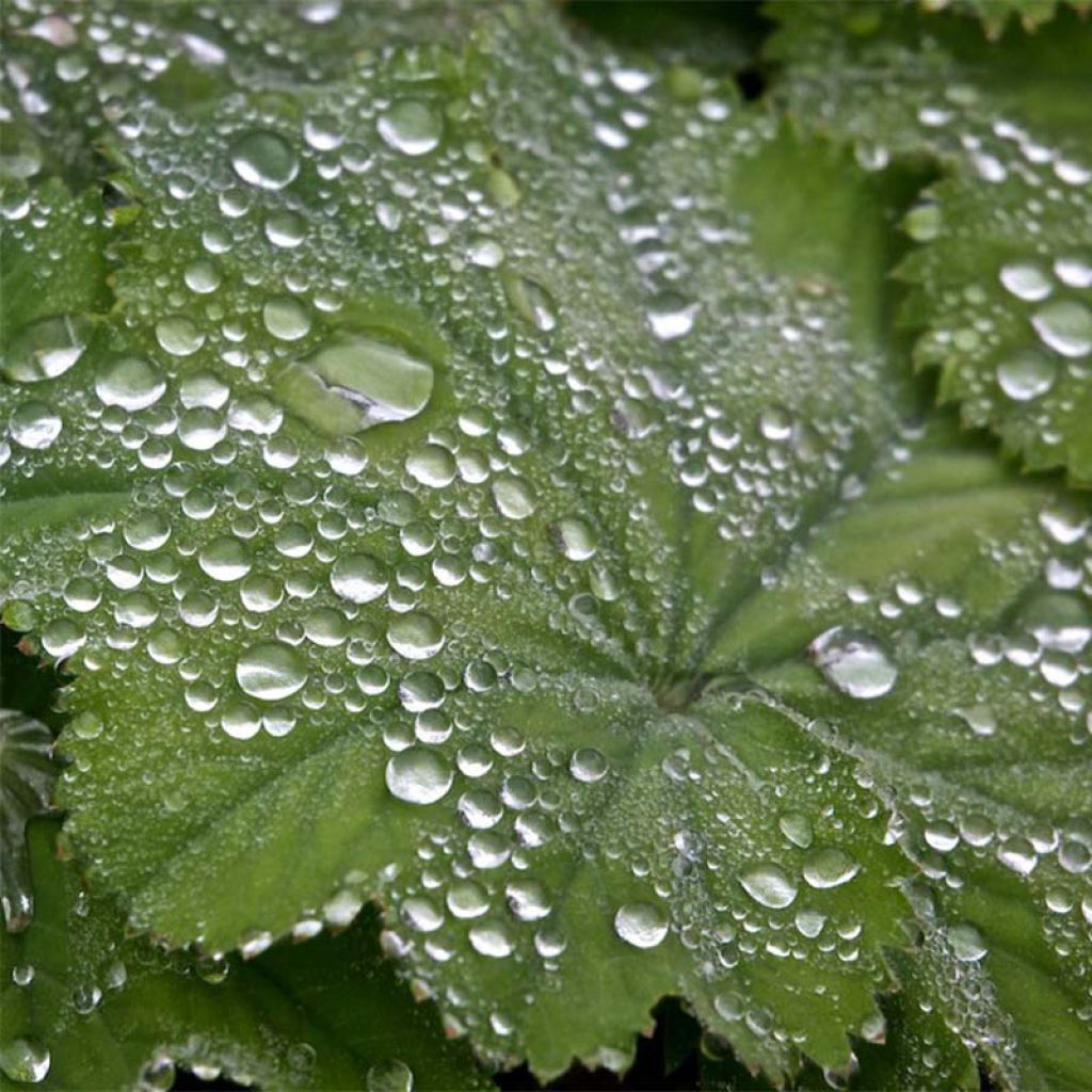 Alchemilla mollis - Weicher Frauenmantel