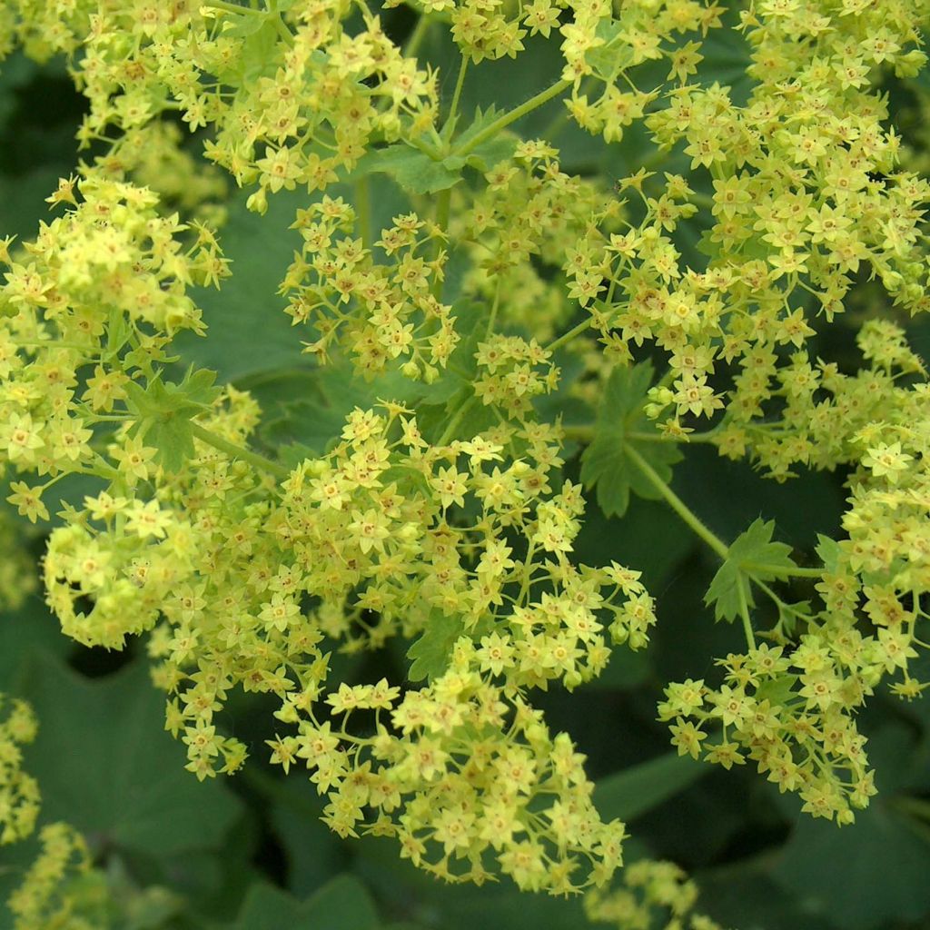 Alchemilla mollis - Weicher Frauenmantel