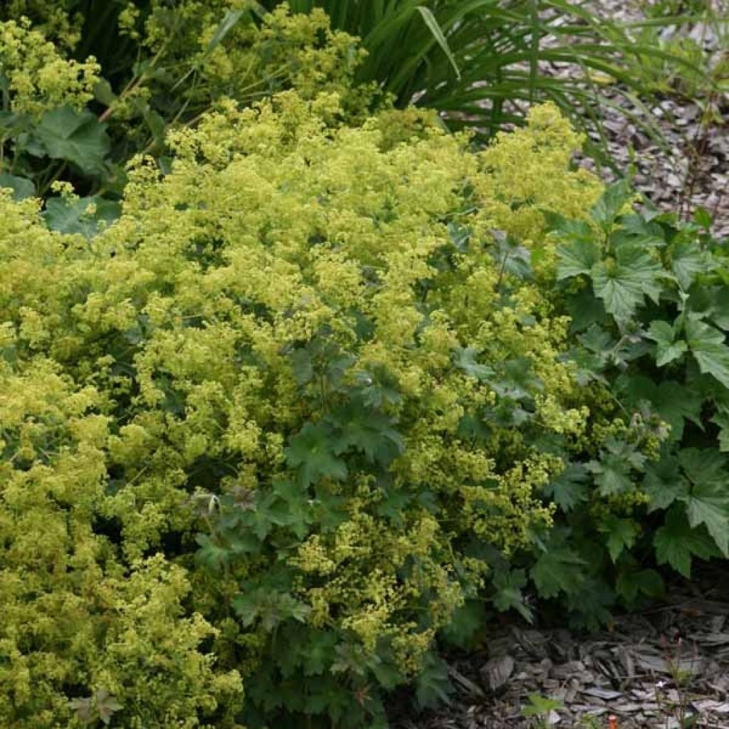 Alchemilla mollis - Weicher Frauenmantel