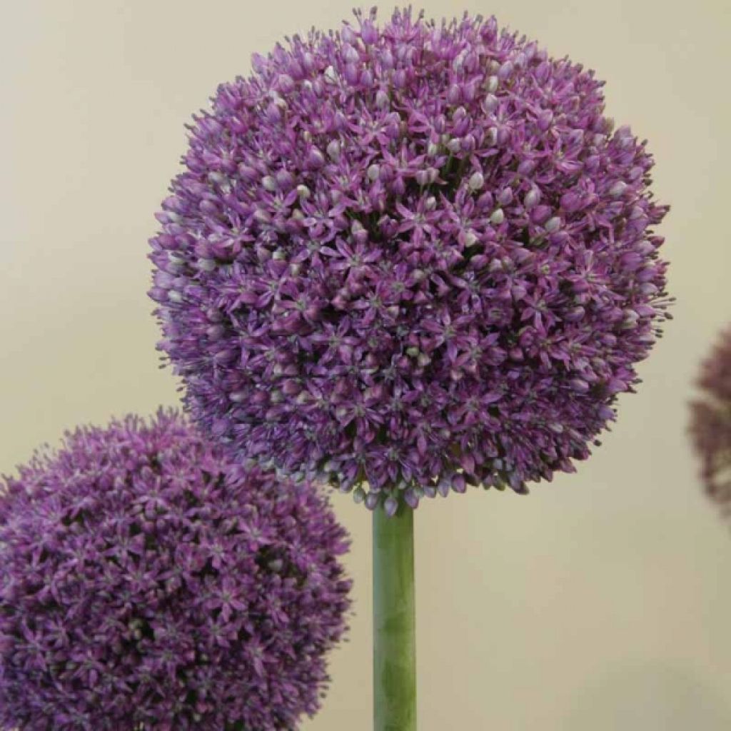 Allium Ambassador - Zierlauch