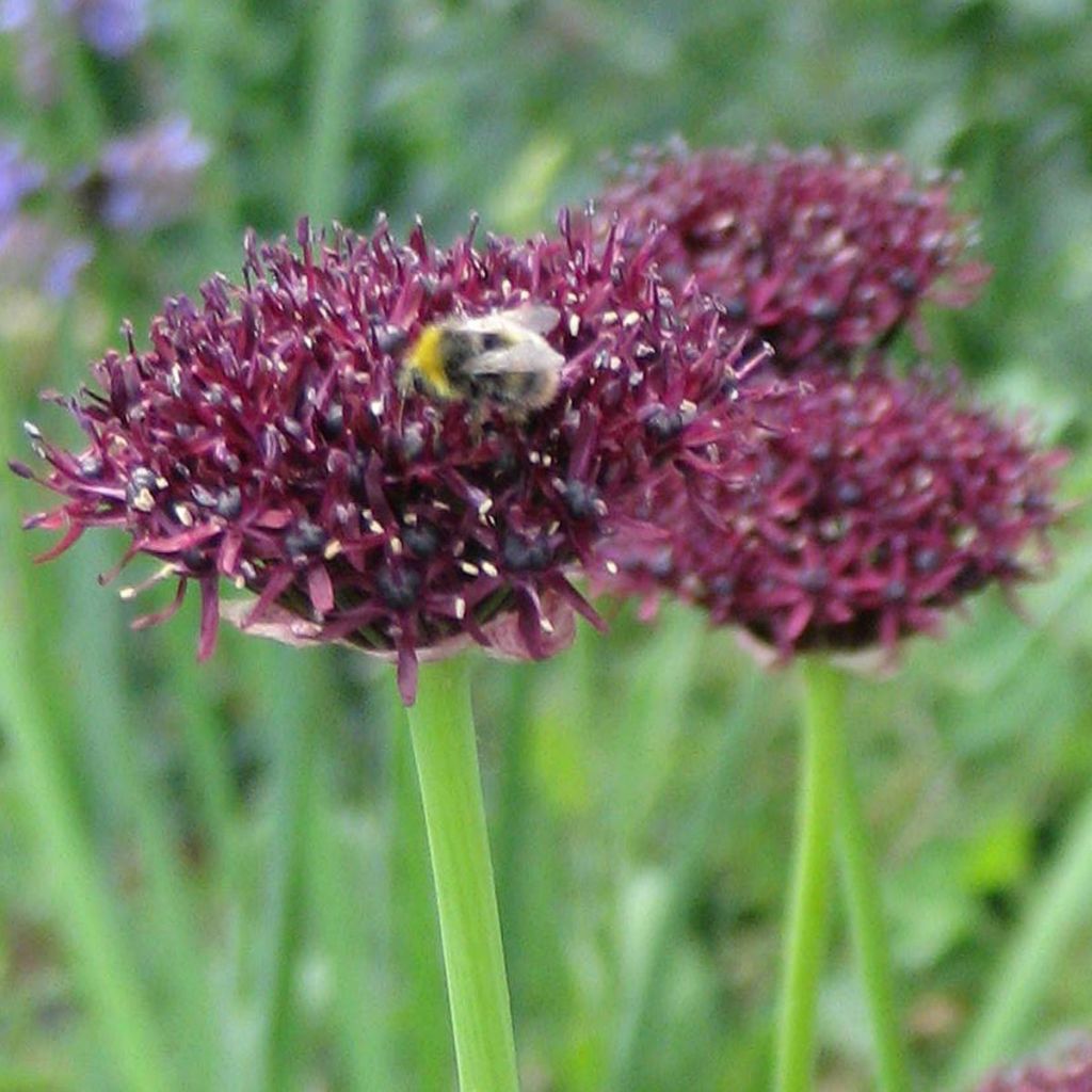 Allium atropurpureum - Zierlauch