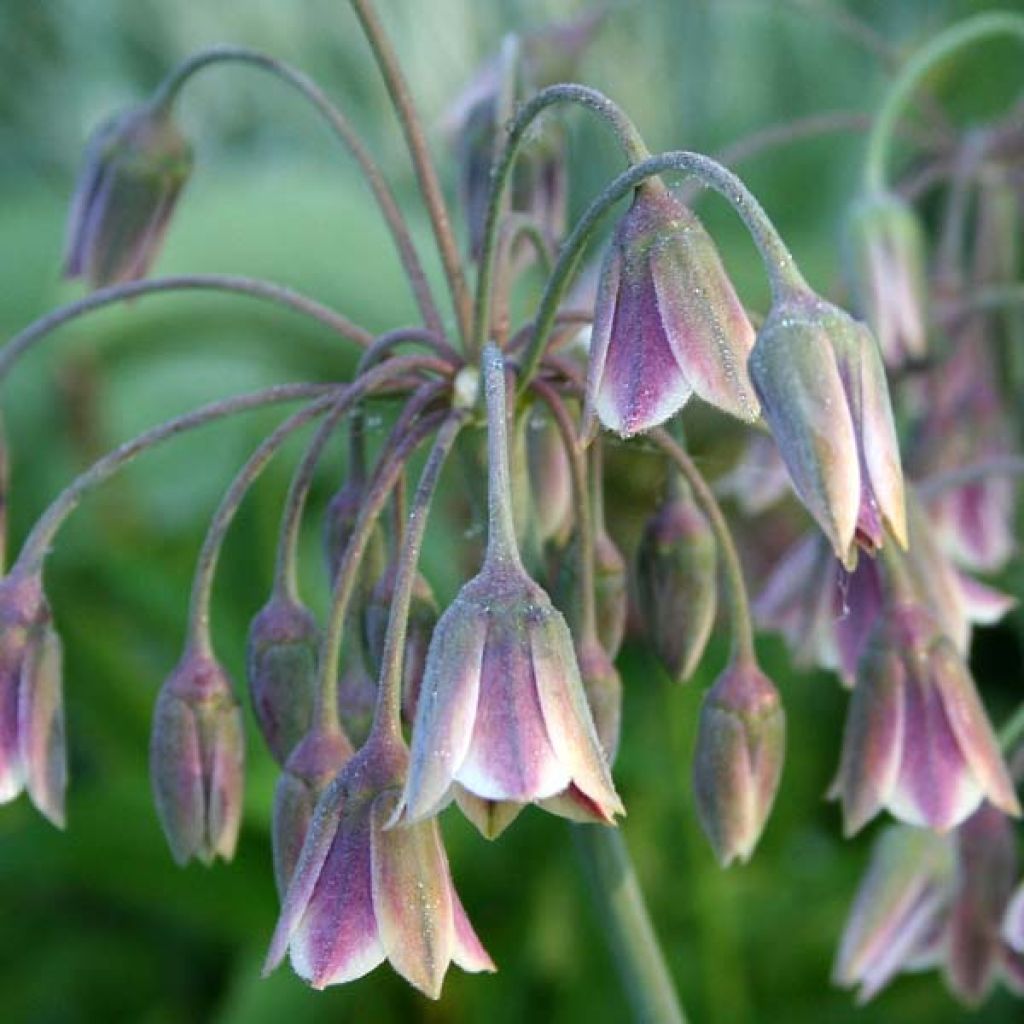 Allium nectaroscordum - Sizilianische Honiglauch