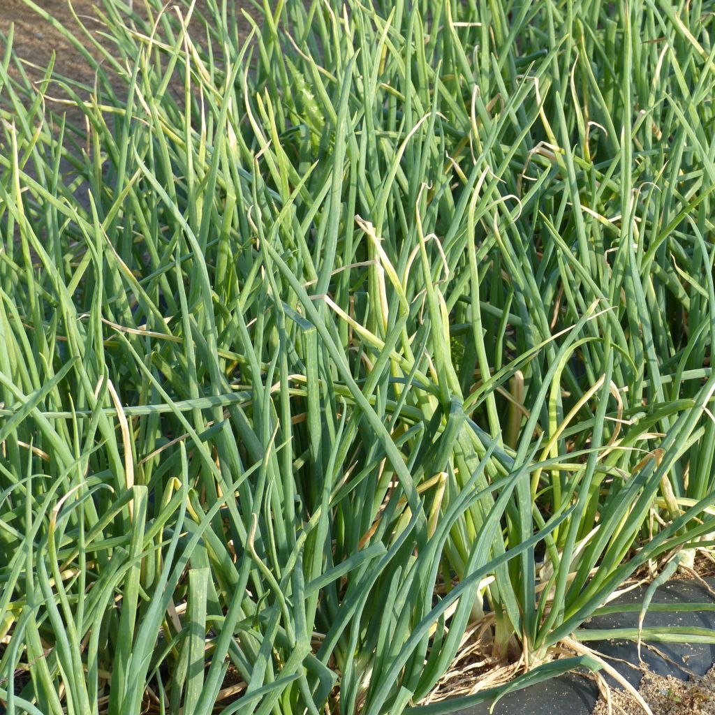 Winter-Zwiebel Weibe - Allium fistulosum