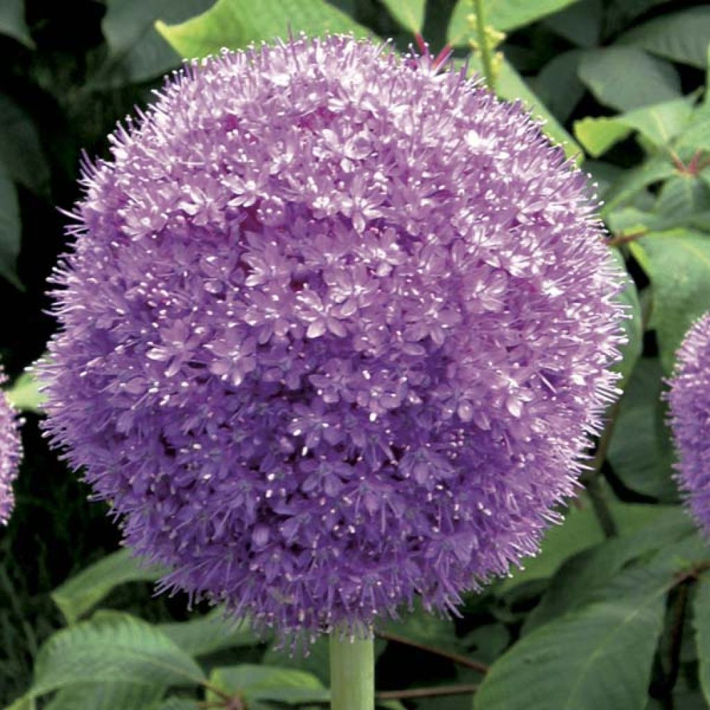 Allium giganteum - Riesen-Lauch