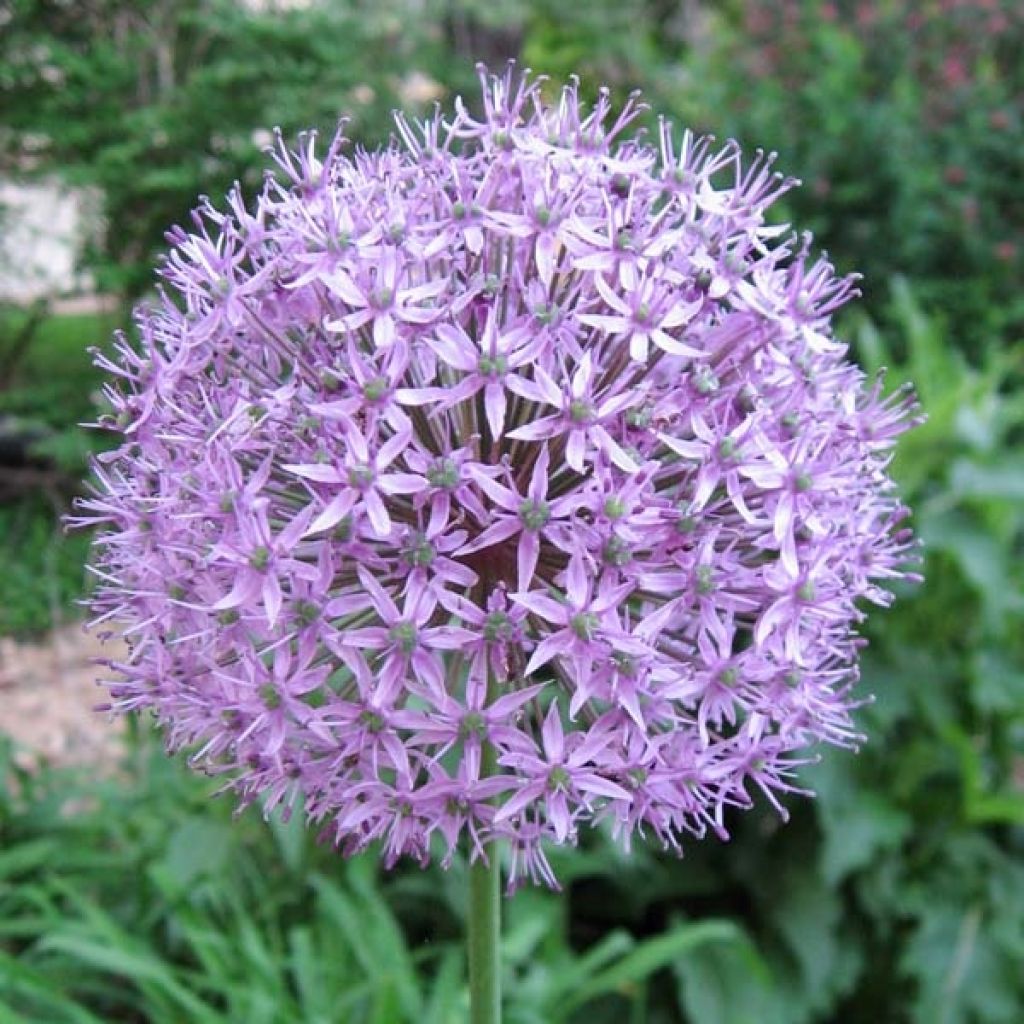 Allium Gladiator - Zierlauch