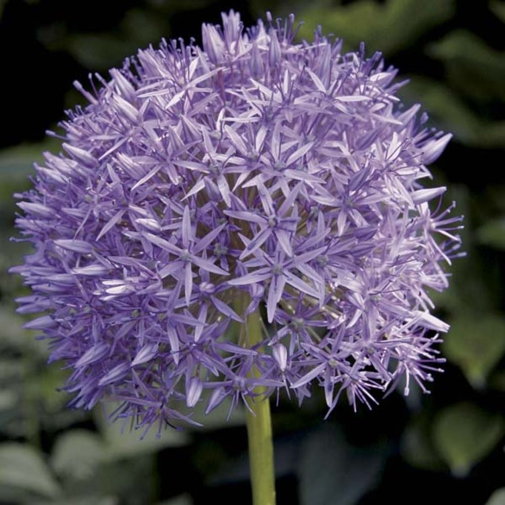 Allium Globemaster - Zierlauch