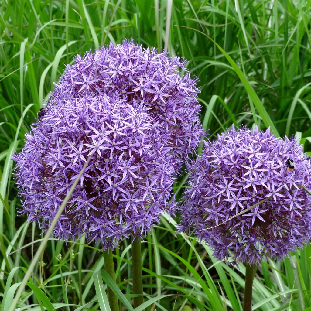 Allium Globemaster - Zierlauch