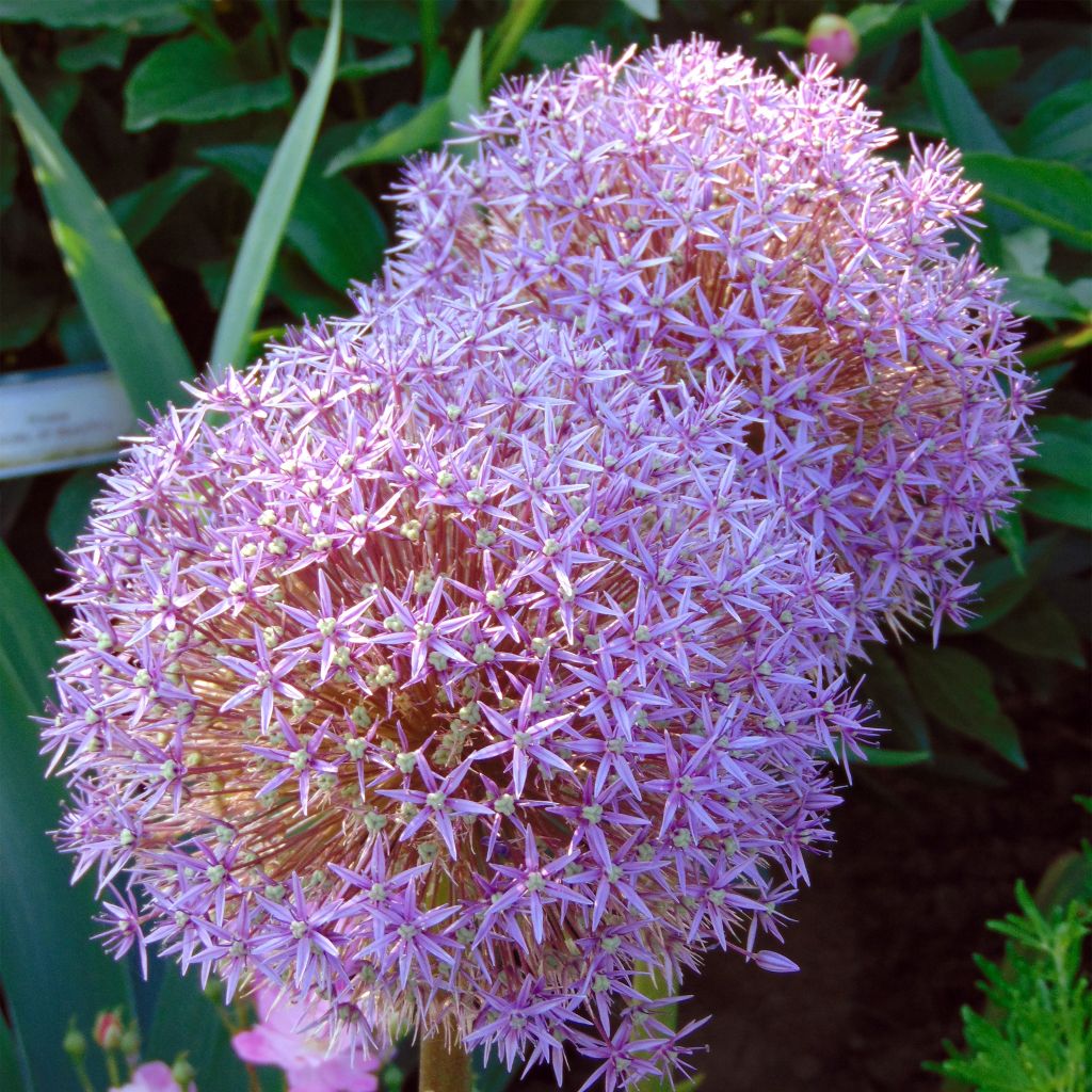 Allium Globemaster - Zierlauch