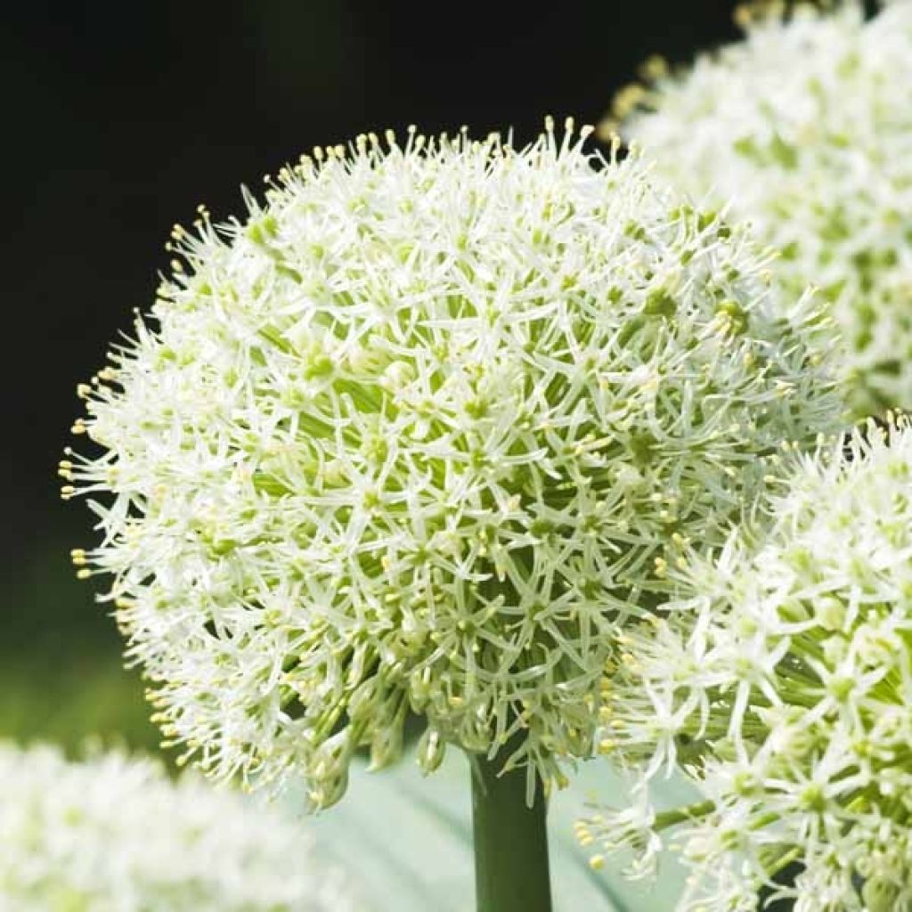 Allium karataviense Ivory Queen - Blauzungen-Lauch