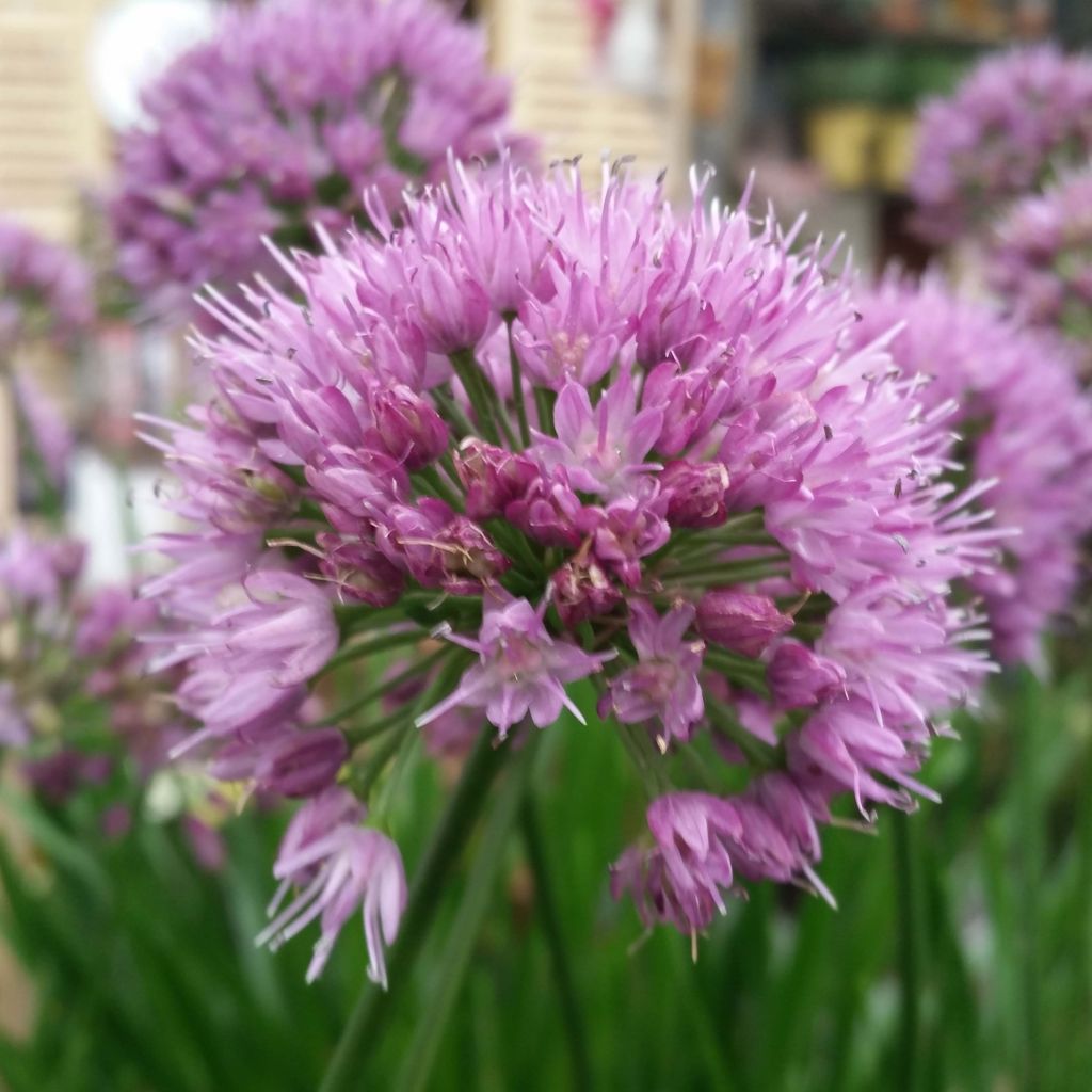 Allium Millenium - Zierlauch