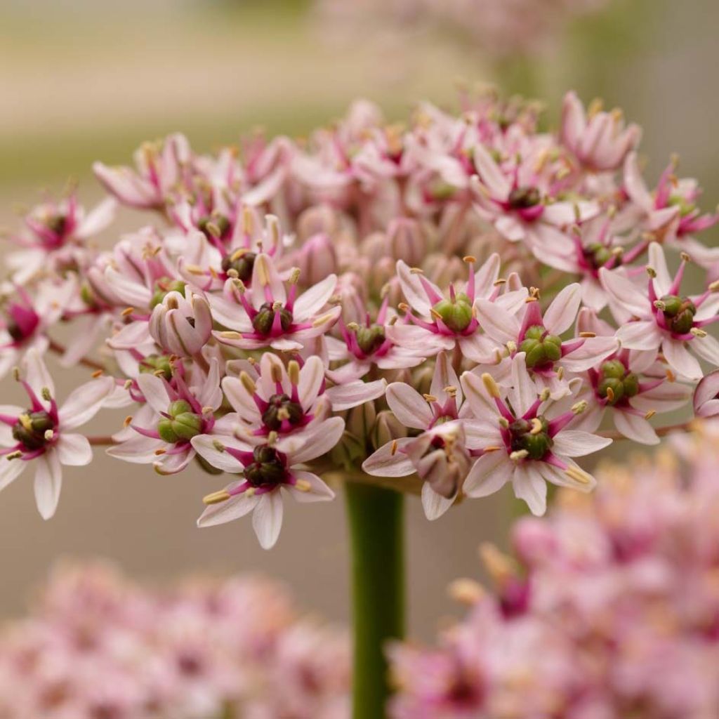 Allium Red Eye - Zierlauch